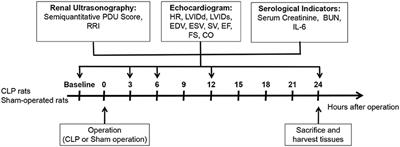 Non-invasive Early Prediction of Septic Acute Kidney Injury by Doppler-Based Renal Resistive Indexes Combined With Echocardiographic Parameters: An Experimental Study